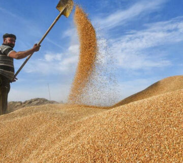 خزين الحنطة