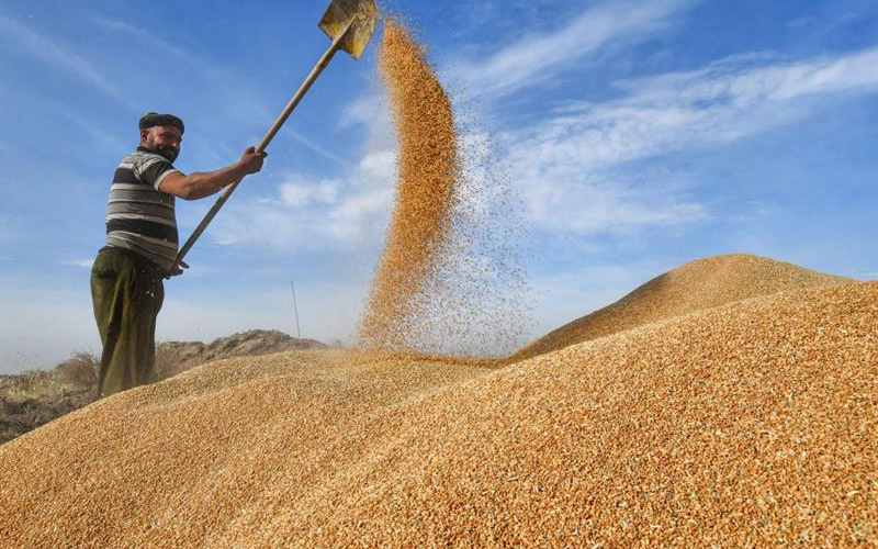 خزين الحنطة