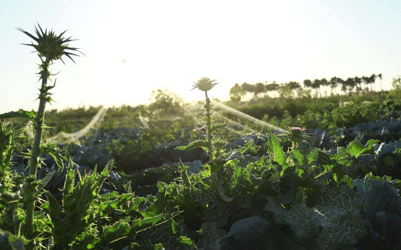 الزراعة