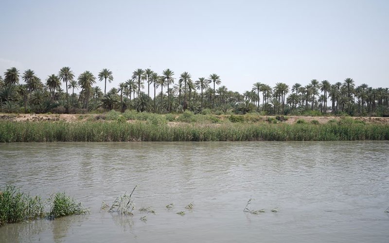 مجرى مائي تحيط به أشجار النخيل والنباتات في العراق 