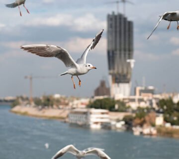 طيور تحلق فوق نهر دجلة في بغداد وسط أجواء صيفية 