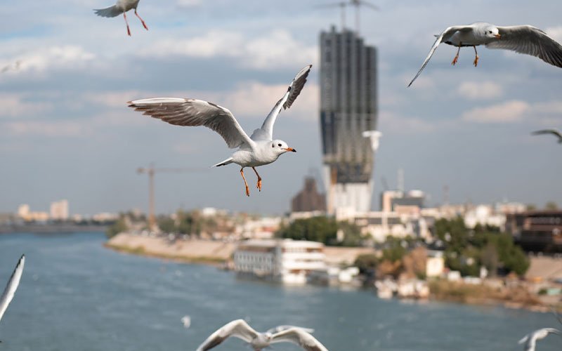 طيور تحلق فوق نهر دجلة في بغداد وسط أجواء صيفية 